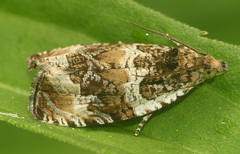 Olethreutes versicolorana