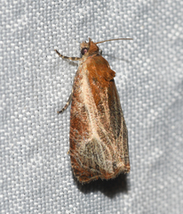 Olethreutes quadrifidum