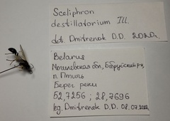 Sceliphron destillatorium