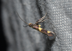 Caloptilia cornusella