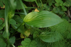 Hosta undulata