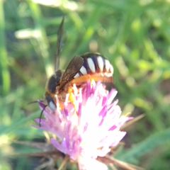 Icteranthidium laterale