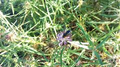 Icteranthidium laterale