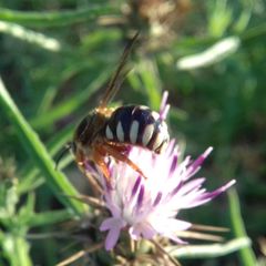 Icteranthidium laterale