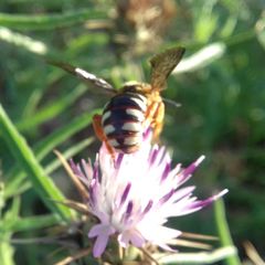 Icteranthidium laterale