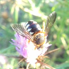 Icteranthidium laterale