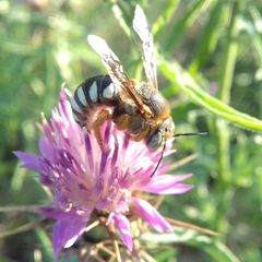 Icteranthidium laterale