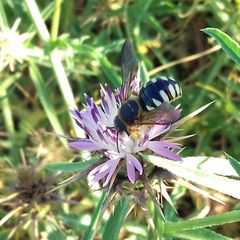 Icteranthidium laterale