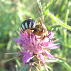 Icteranthidium laterale