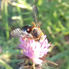 Icteranthidium laterale