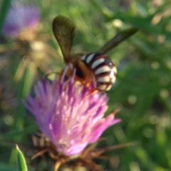 Icteranthidium laterale