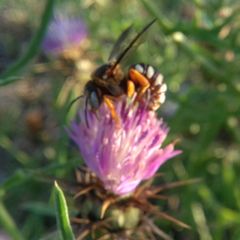 Icteranthidium laterale