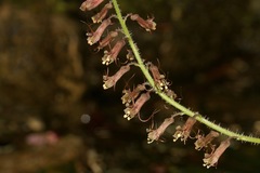 Tolmiea diplomenziesii