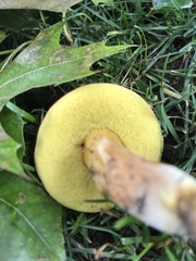 Boletus harrisonii