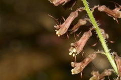 Tolmiea diplomenziesii