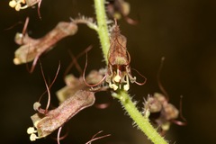 Tolmiea diplomenziesii