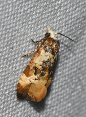 Phalonidia memoranda