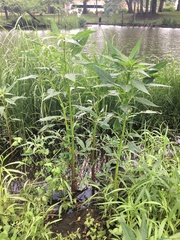 Amaranthus cannabinus