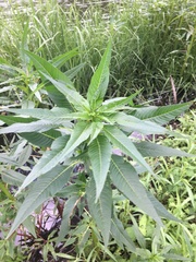 Amaranthus cannabinus