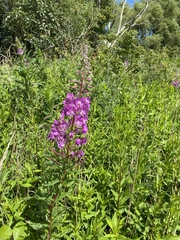 Chamaenerion angustifolium