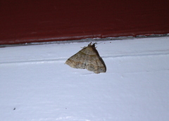 Phalaenophana pyramusalis