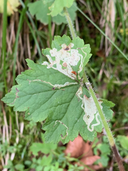 Phytomyza tiarellae