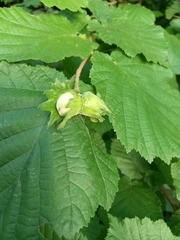 Corylus avellana