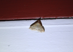 Phalaenophana pyramusalis