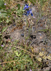 Delphinium depauperatum