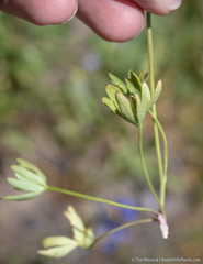 Delphinium depauperatum