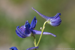 Delphinium depauperatum