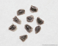 Delphinium depauperatum