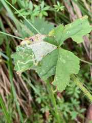 Phytomyza tiarellae