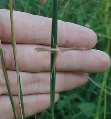 Stenoptilia