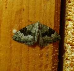 Colostygia aptata