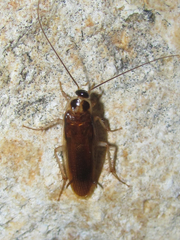 Ischnoptera bilunata