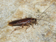 Ischnoptera bilunata