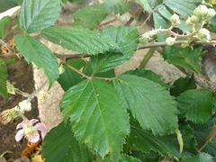 Rubus
