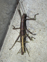 Verophasmatodea