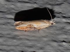 Pseudexentera costomaculana