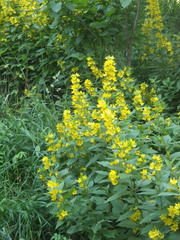 Lysimachia verticillaris