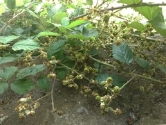 Rubus