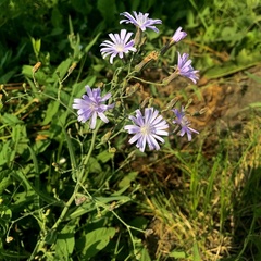 Lactuca tatarica