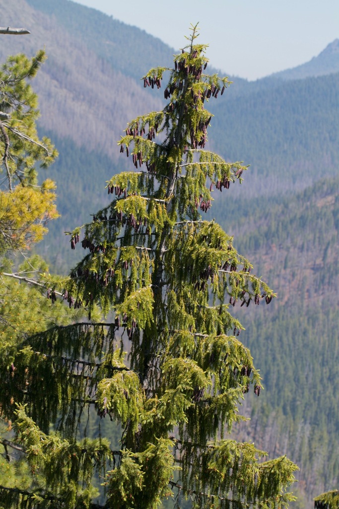 Brewer's spruce