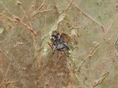 Phytocoris eximius