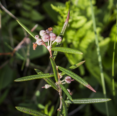 Andromeda polifolia glaucophylla
