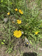 Scorzoneroides autumnalis