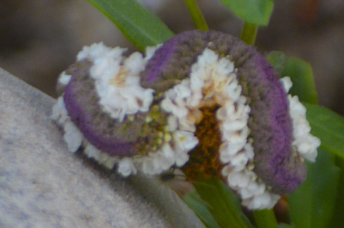 turkey tangle fogfruit (Phyla nodiflora)