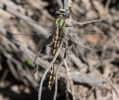 Ophiogomphus bison