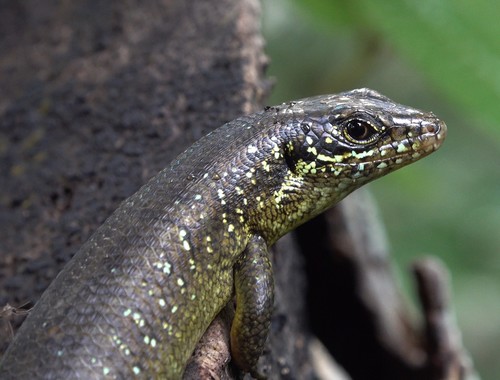 Comoro Island Skink